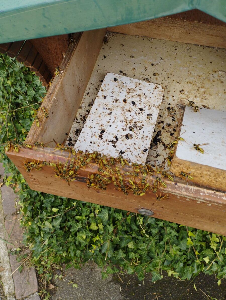 Relocate bees & remove bee nest