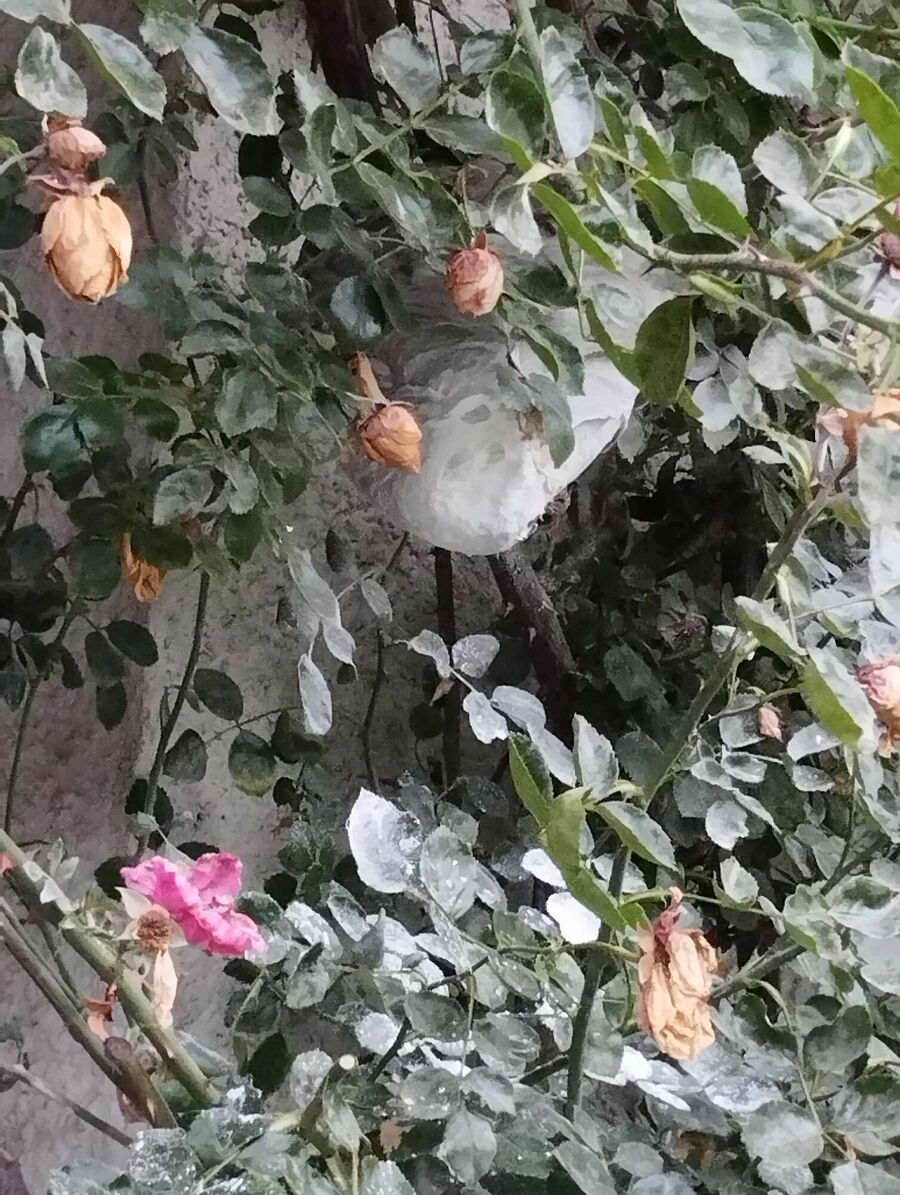 Bee nest at the house remove