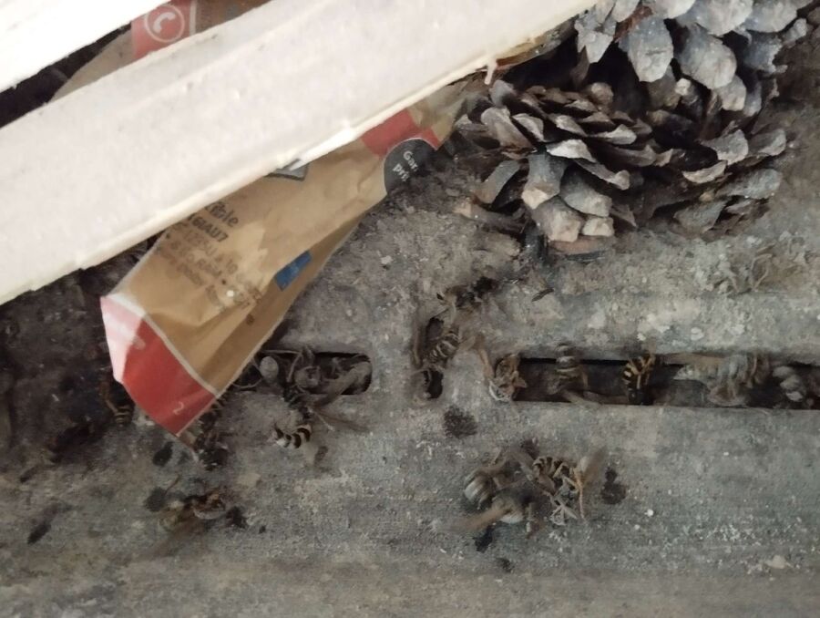 Relocate bees & remove bee nest