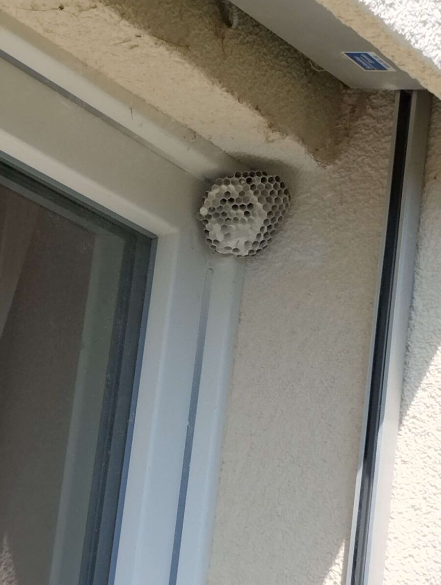 Bee nest at the house remove