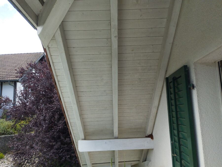 Relocate bees & remove bee nest