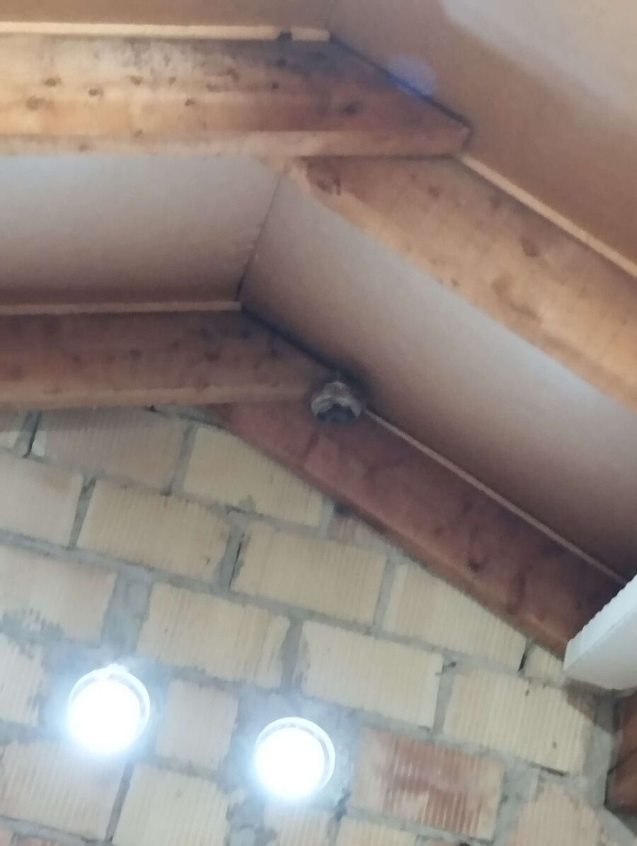 Bee nest at the house remove