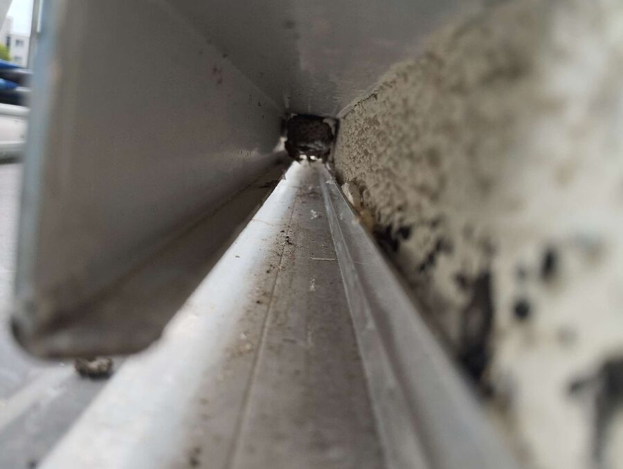 Bee nest at the house remove