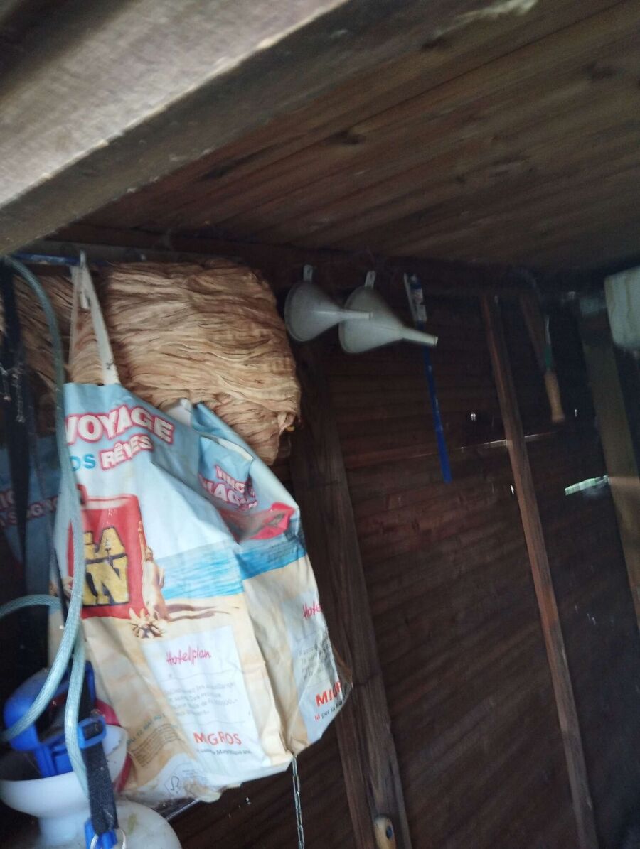 Bee nest at the house remove