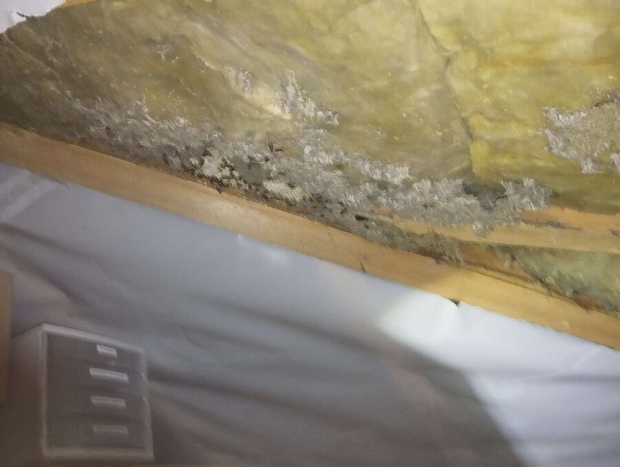 Relocate bees & remove bee nest