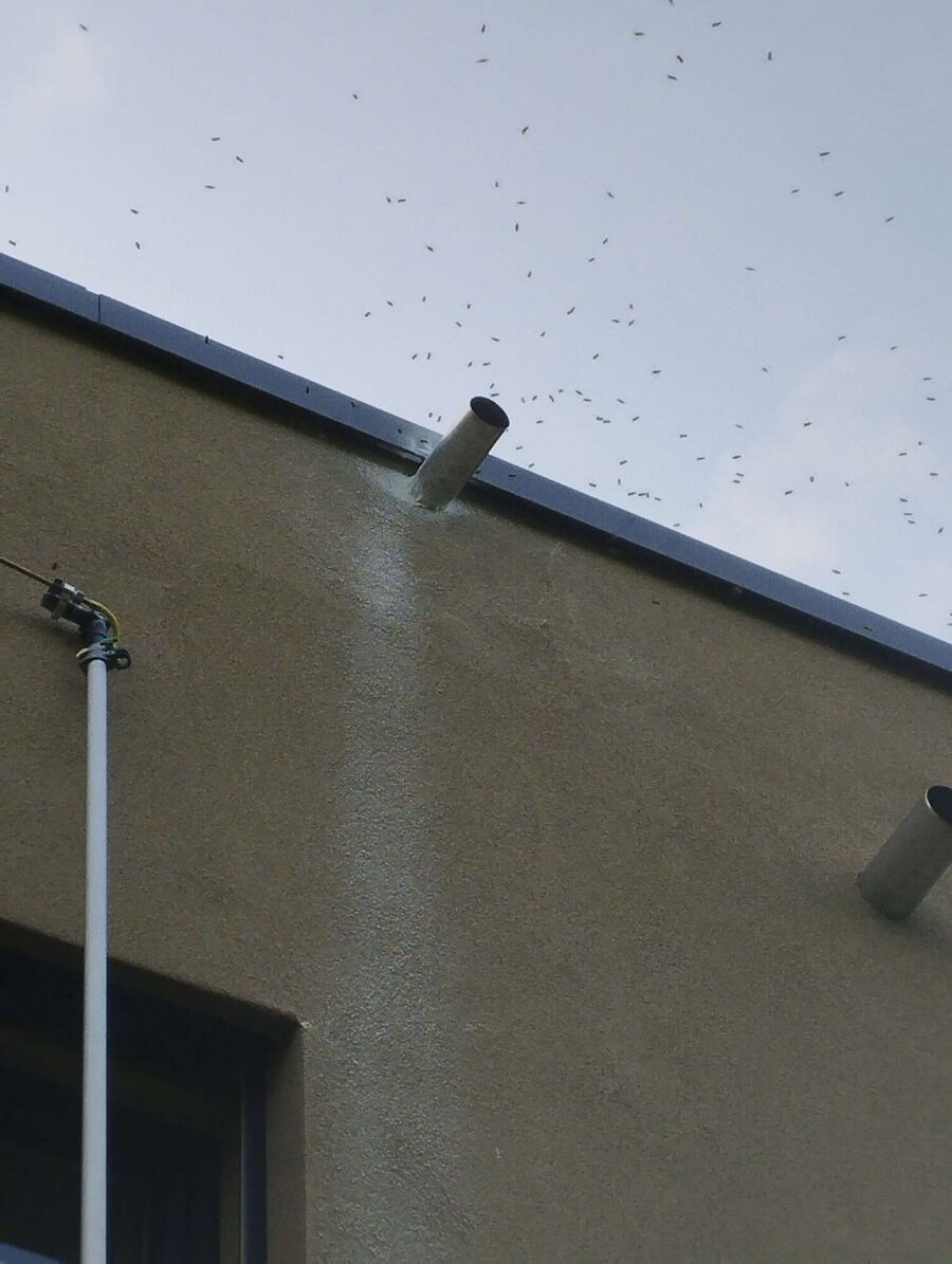 Relocate bees & remove bee nest