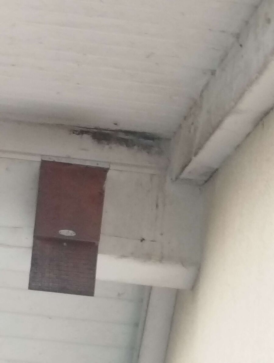 Bee nest at the house remove