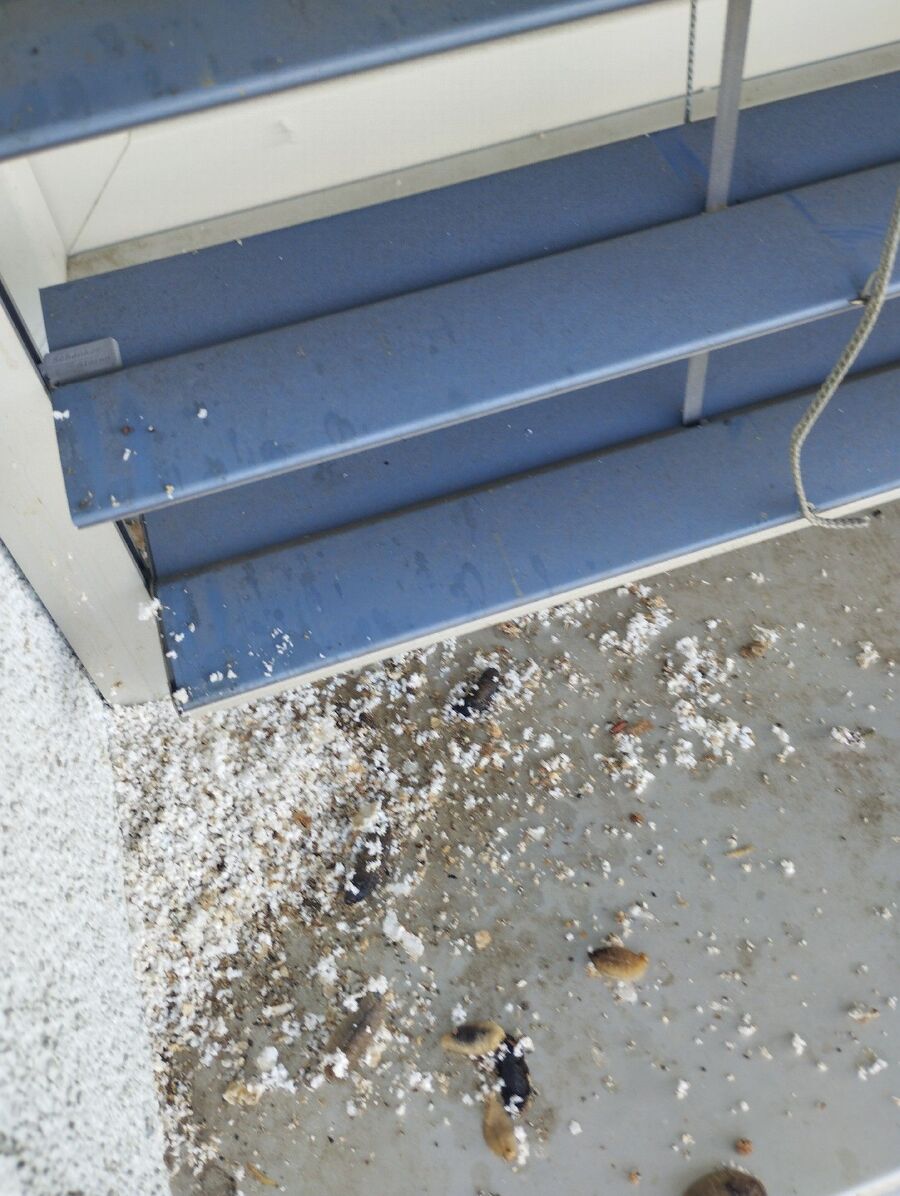 Bee nest at the house remove