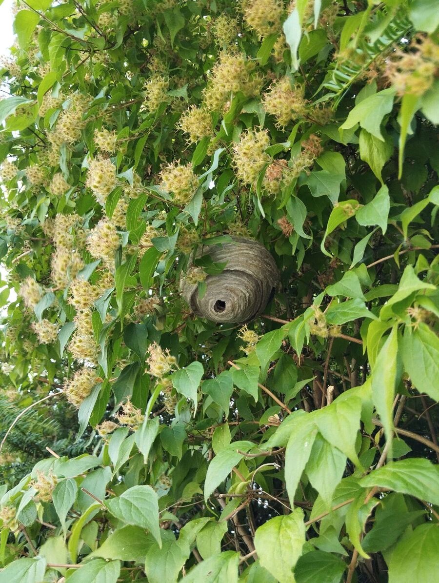 Bee nest at the house remove