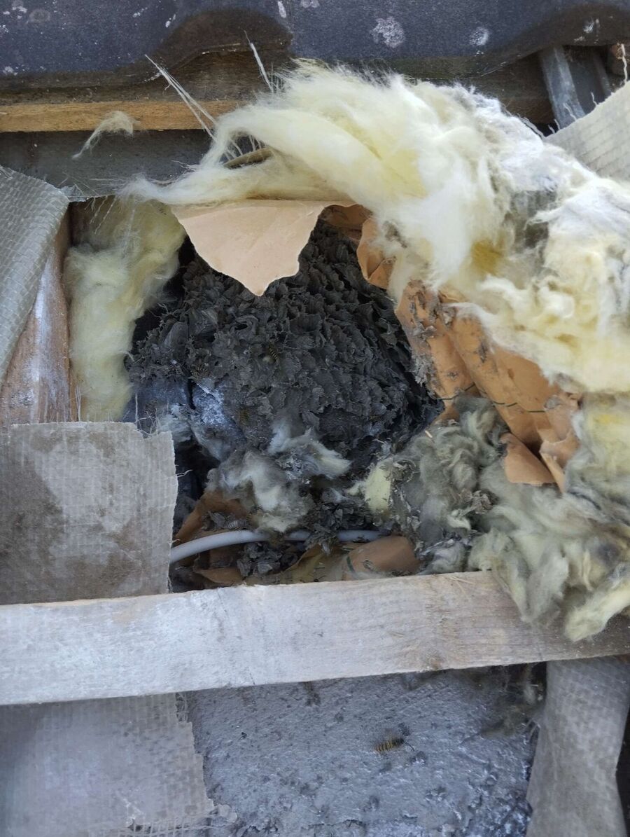 Bee nest at the house remove