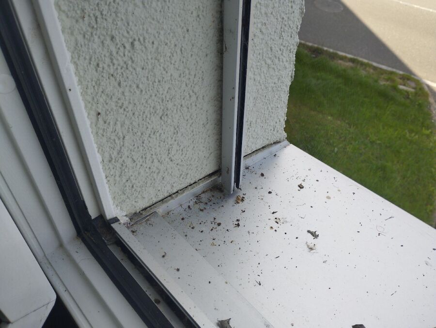 Relocate bees & remove bee nest