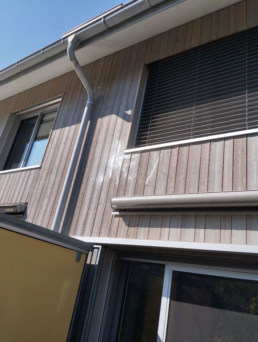 Relocate bees & remove bee nest