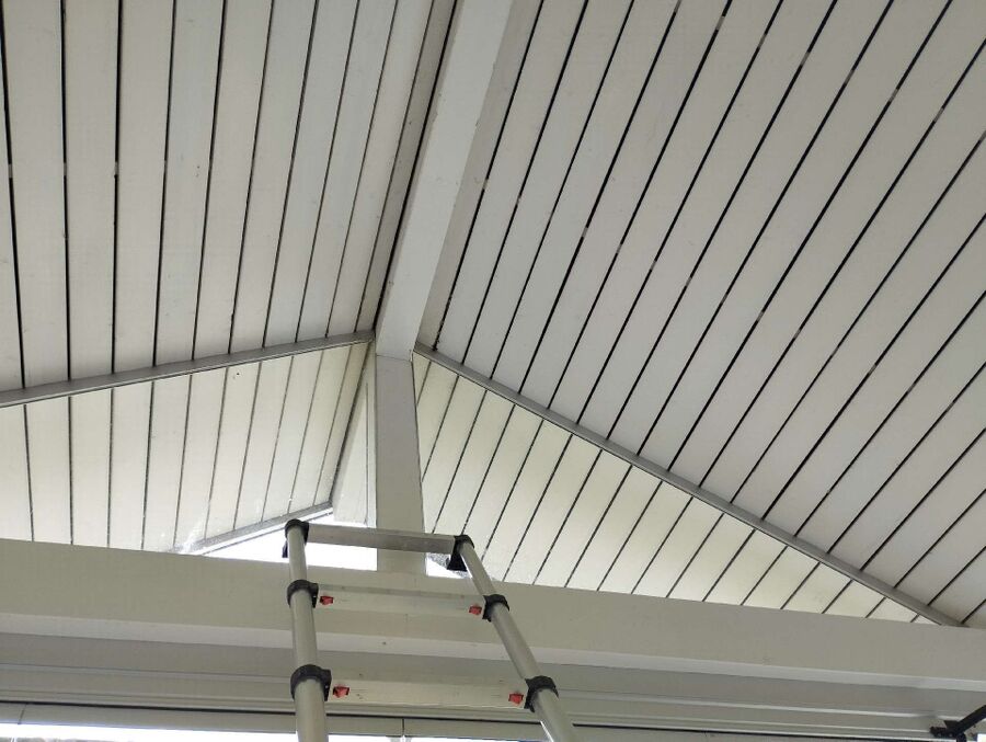 Relocate bees & remove bee nest