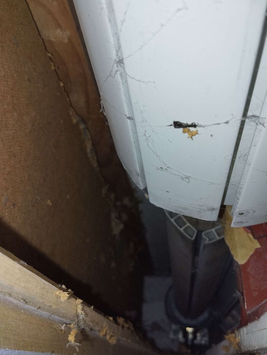 Bee nest at the house remove