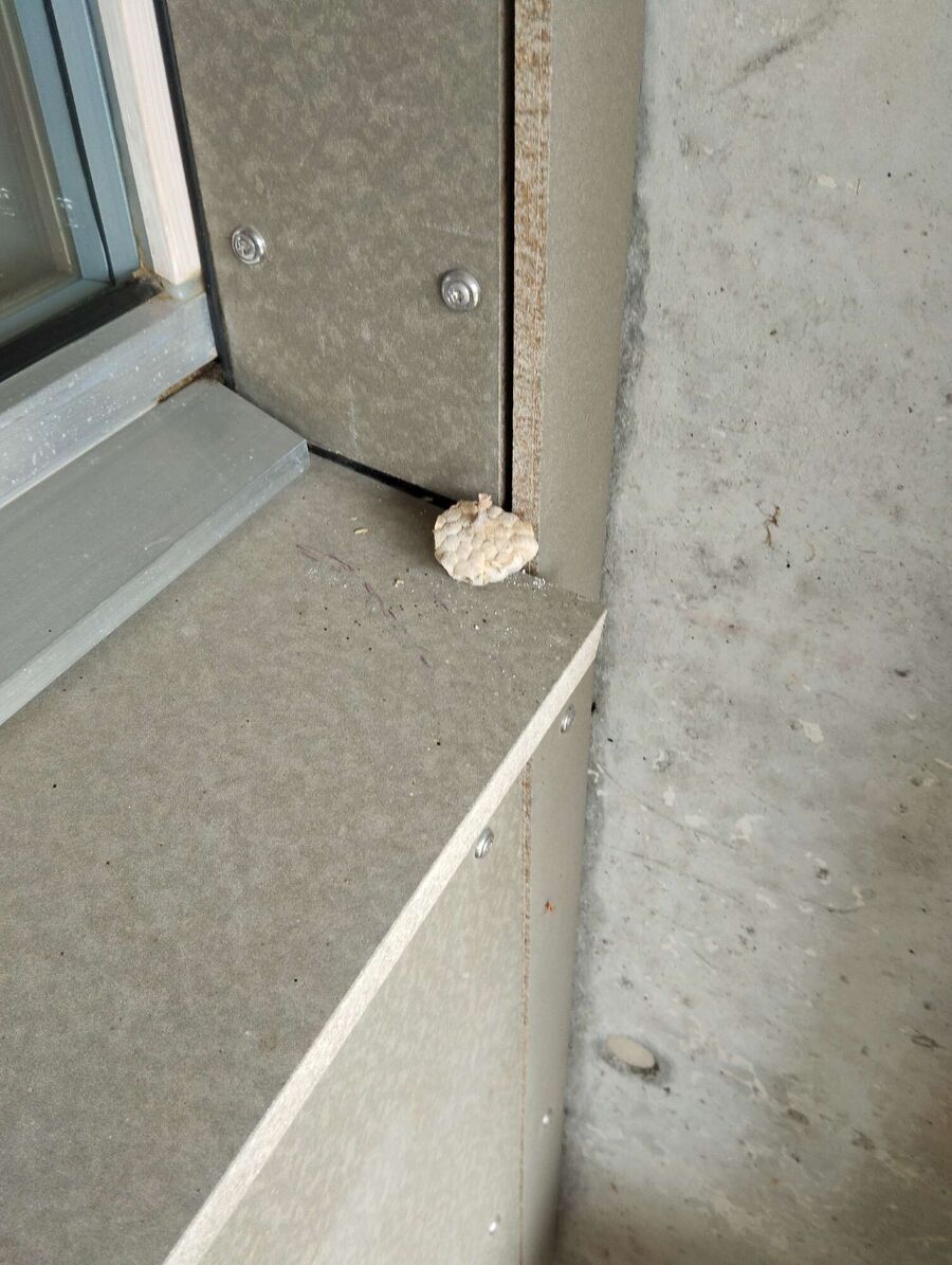 Relocate bees & remove bee nest