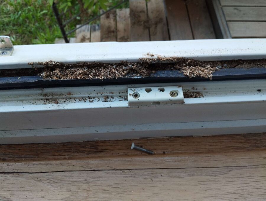 Relocate bees & remove bee nest