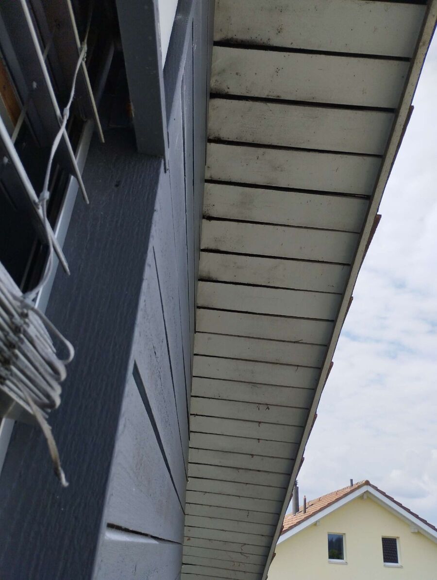 Bee nest at the house remove