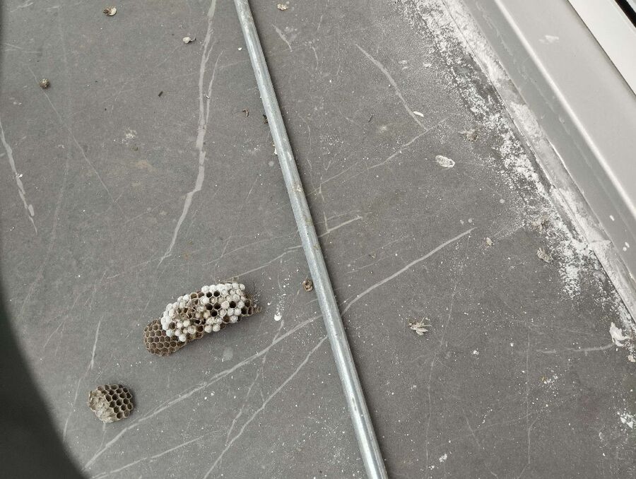 Relocate bees & remove bee nest