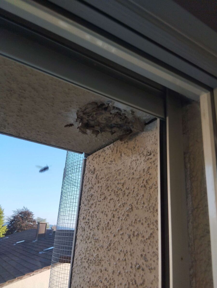 Bee nest at the house remove