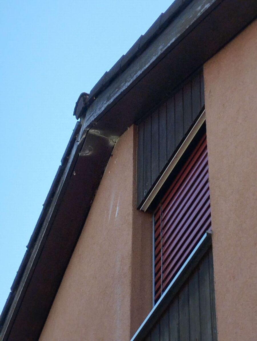 Bee nest at the house remove