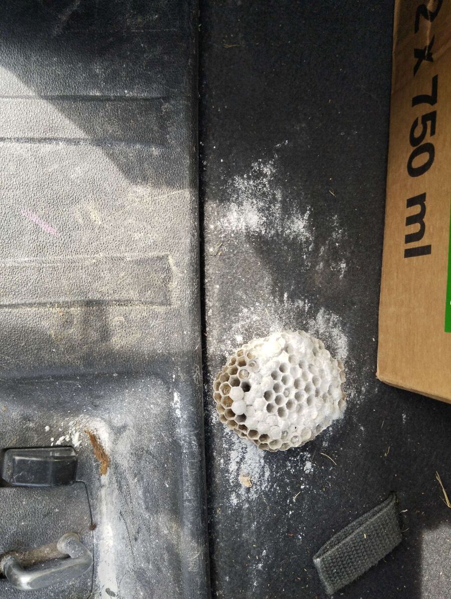 Bee nest at the house remove