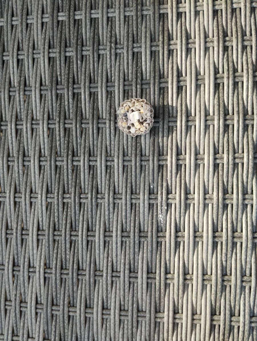 Bee nest at the house remove