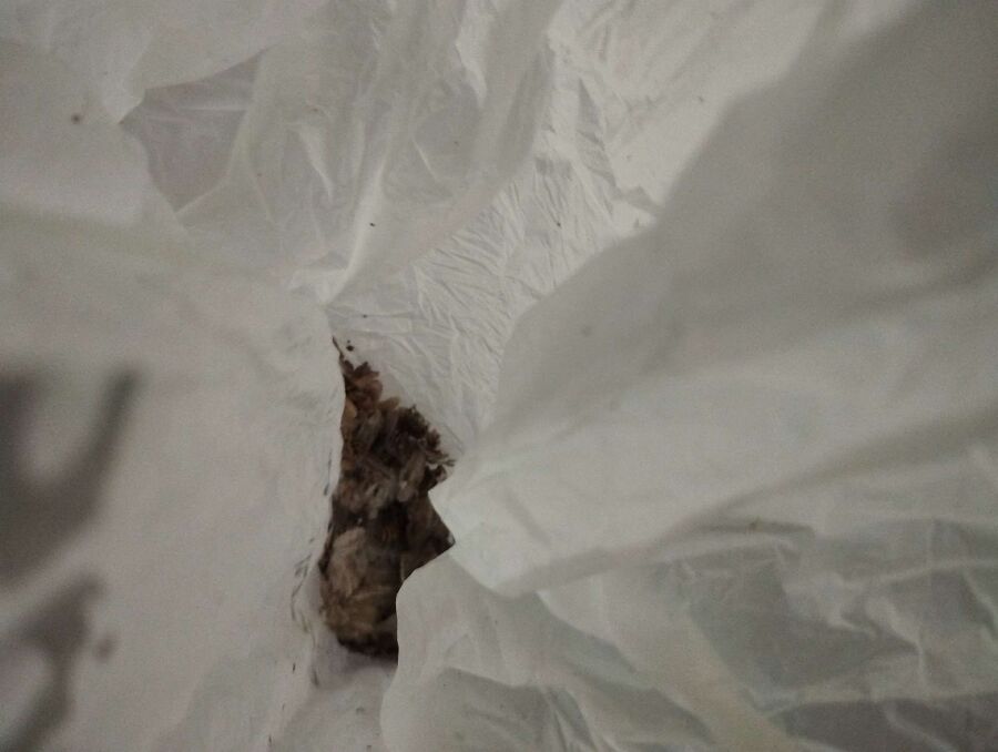 Bee nest at the house remove