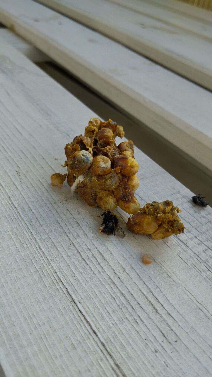 Bee nest at the house remove