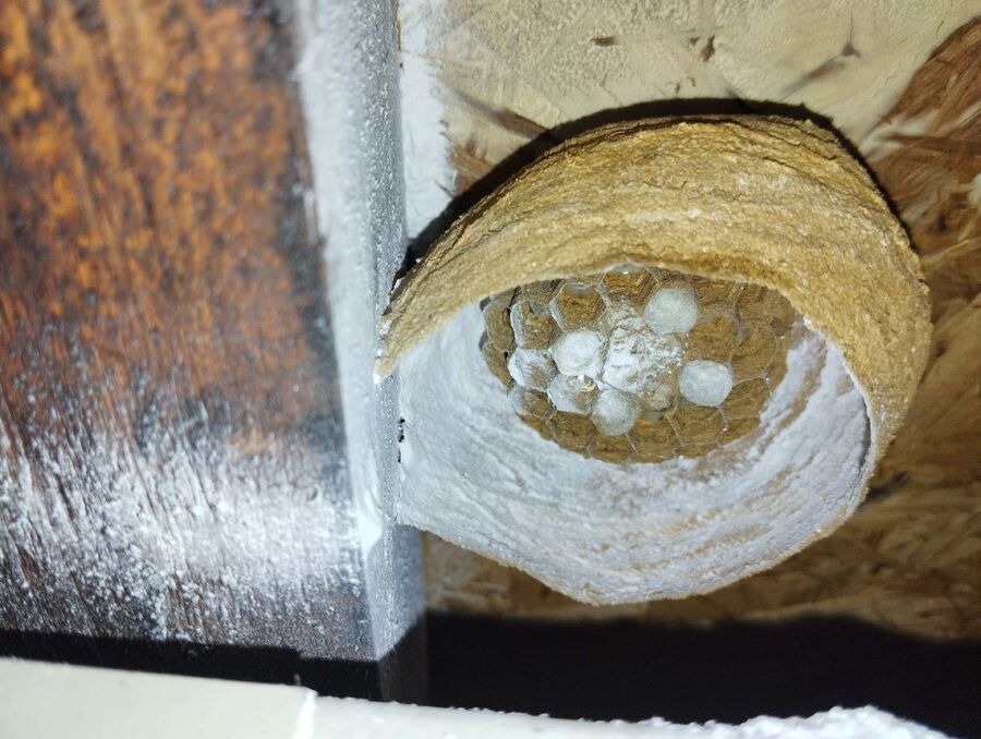 Relocate bees & remove bee nest