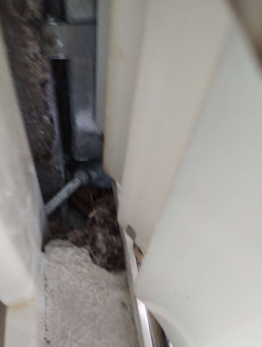 Relocate bees & remove bee nest