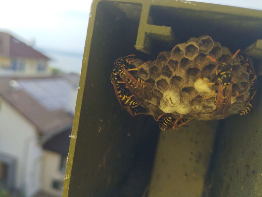 Relocate bees & remove bee nest
