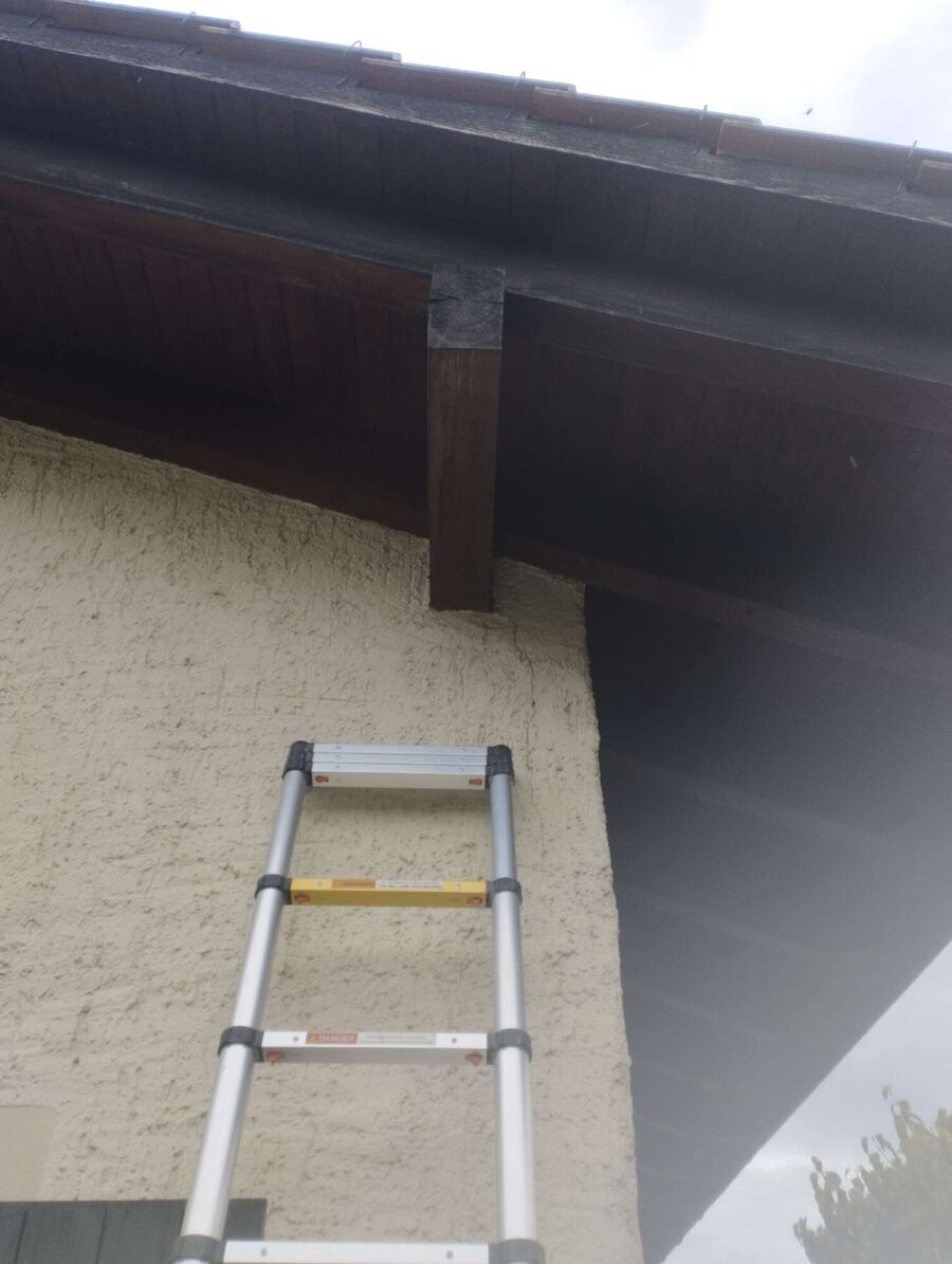 Relocate bees & remove bee nest