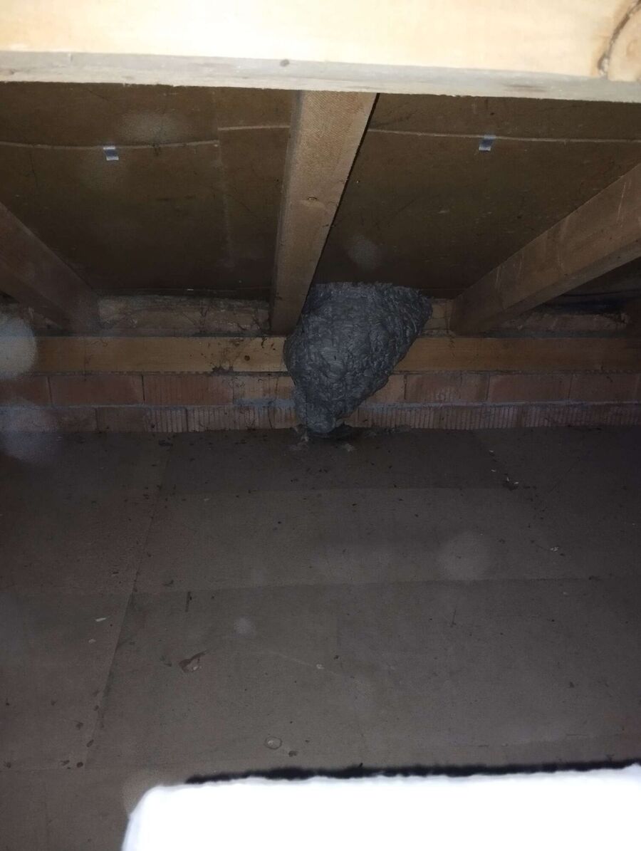 Bee nest at the house remove