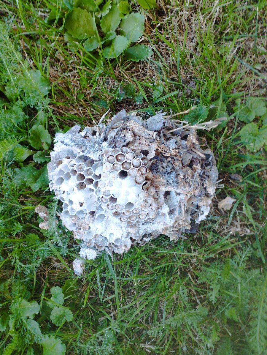 Bee nest at the house remove