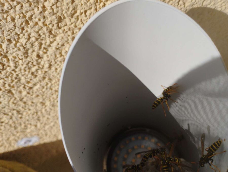 Remove bee nest