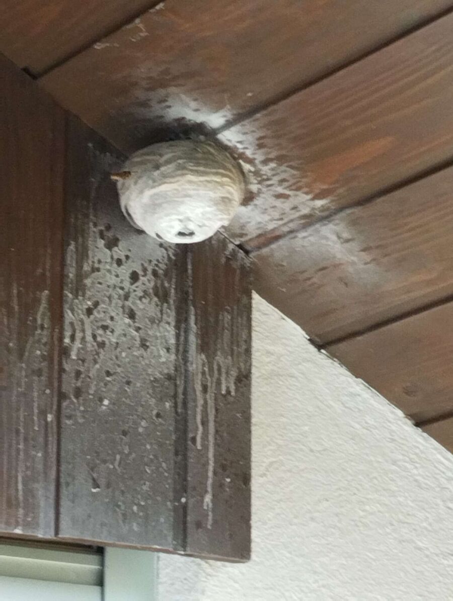 Remove bee nest