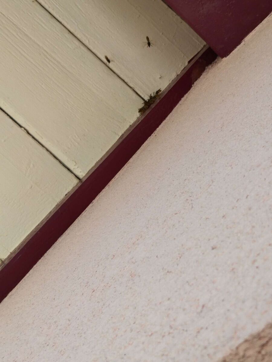 Bee nest at the house remove