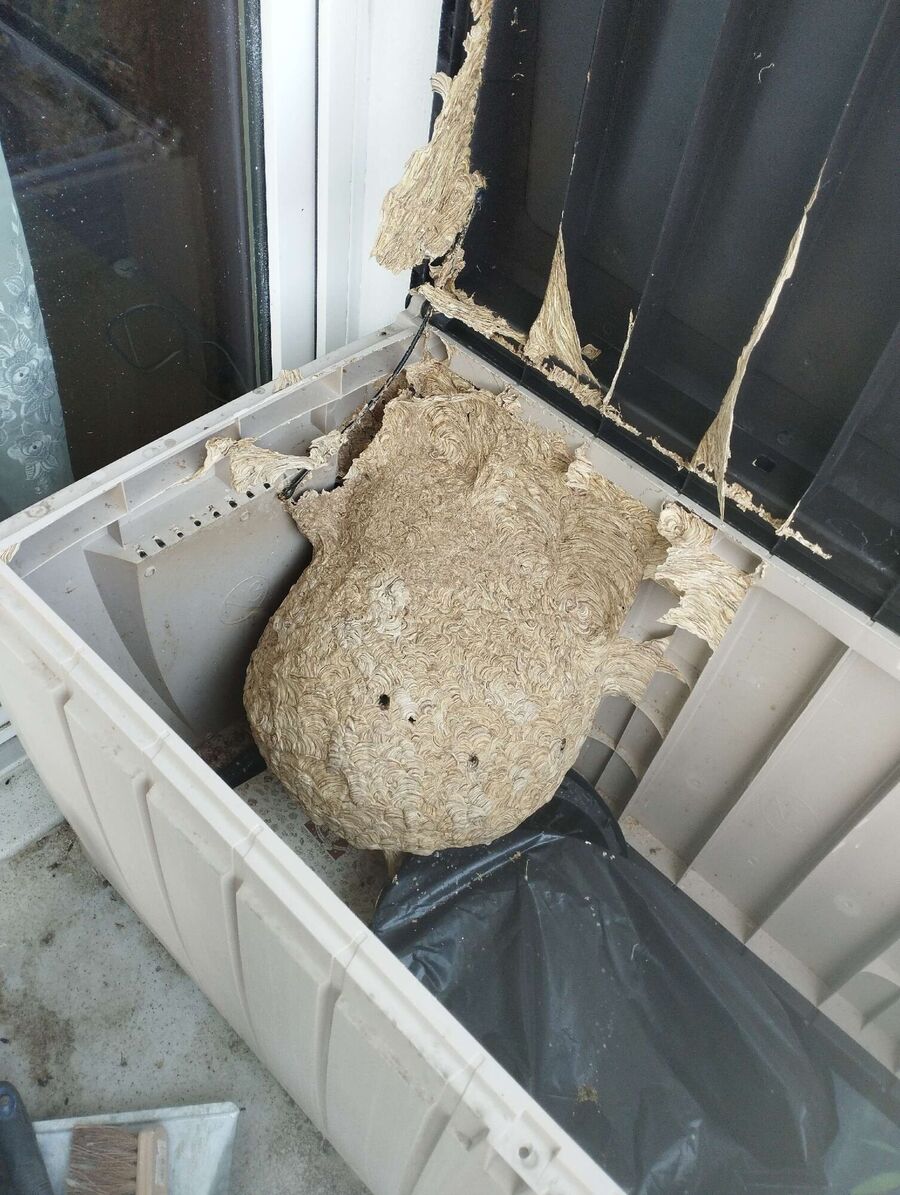 Relocate bees & remove bee nest