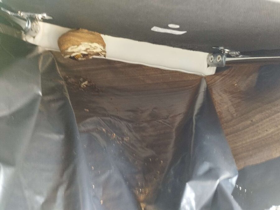 Bee nest at the house remove