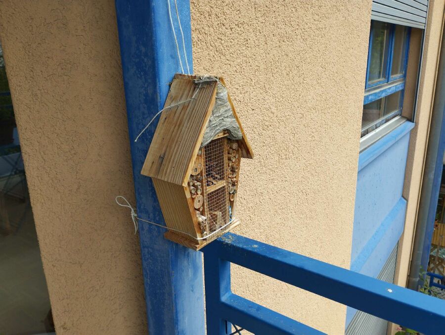 Bee nest at the house remove