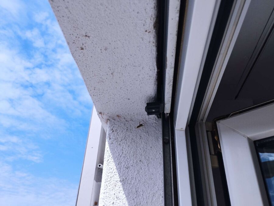 Bee nest at the house remove