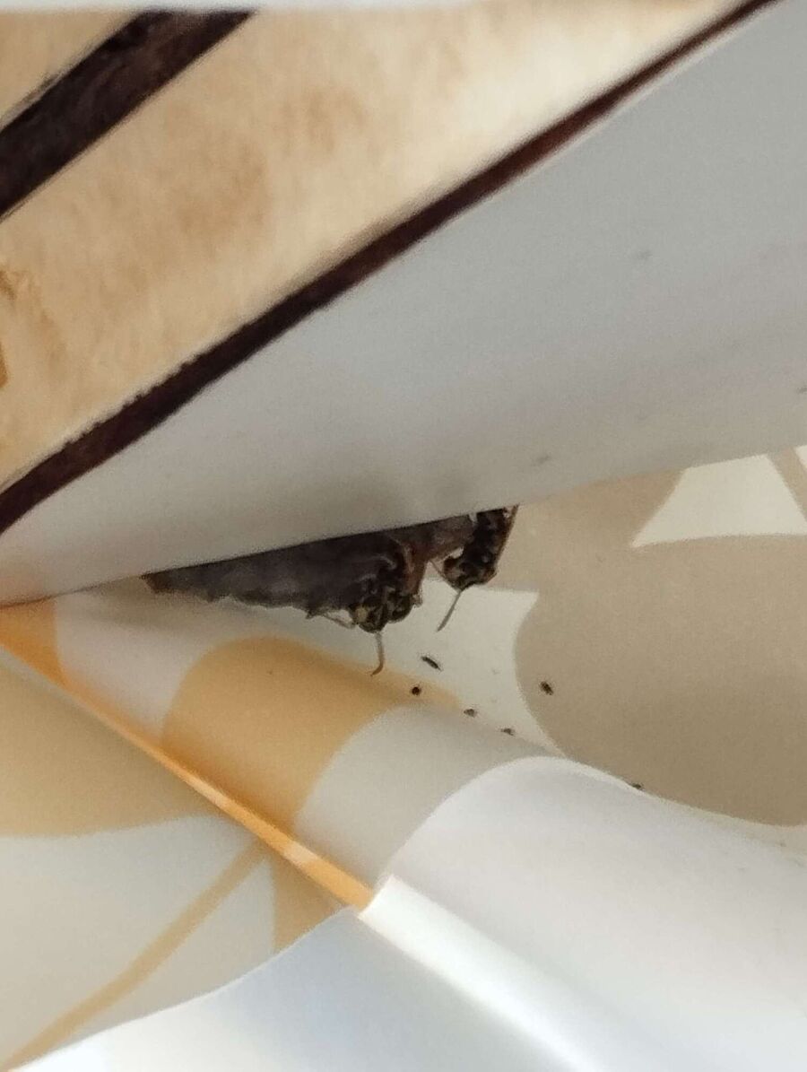 Bee nest at the house remove