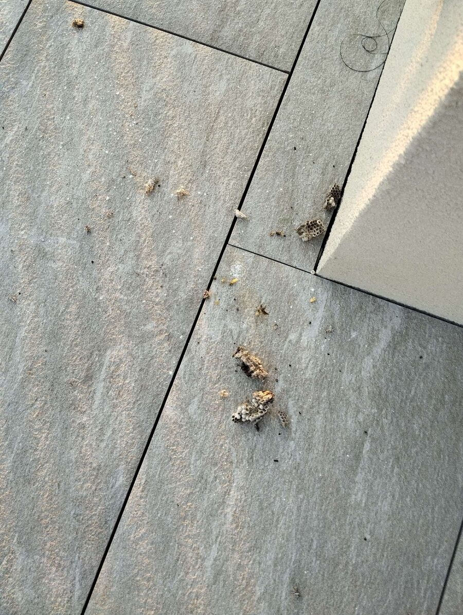 Bee nest at the house remove