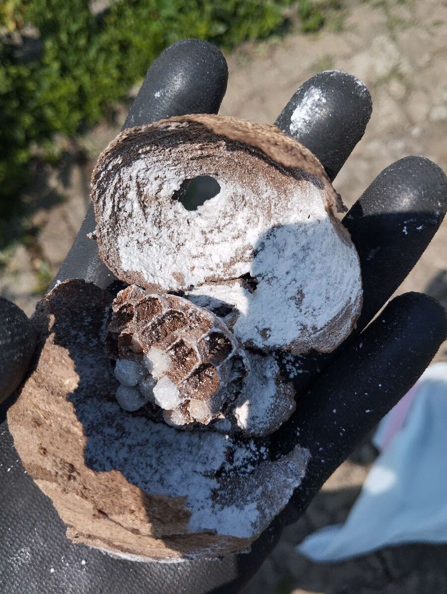 Relocate bees & remove bee nest