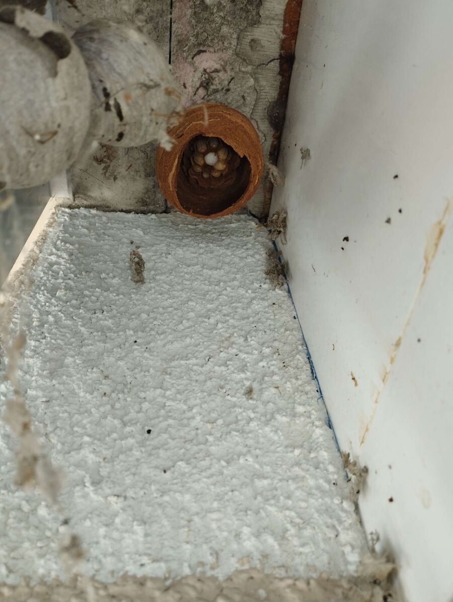 Bee nest at the house remove