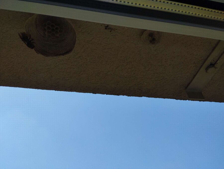 Bee nest at the house remove