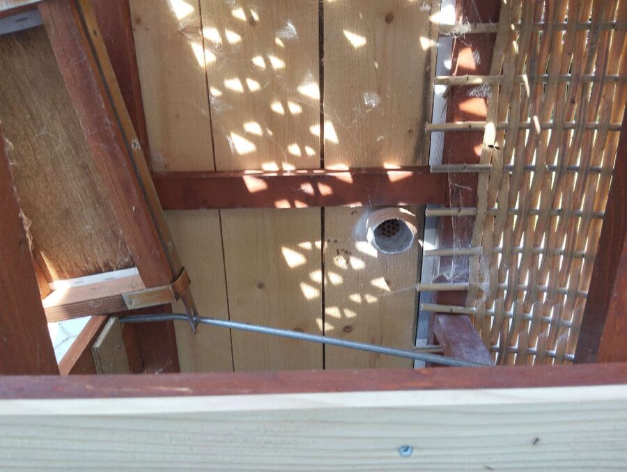 Relocate bees & remove bee nest