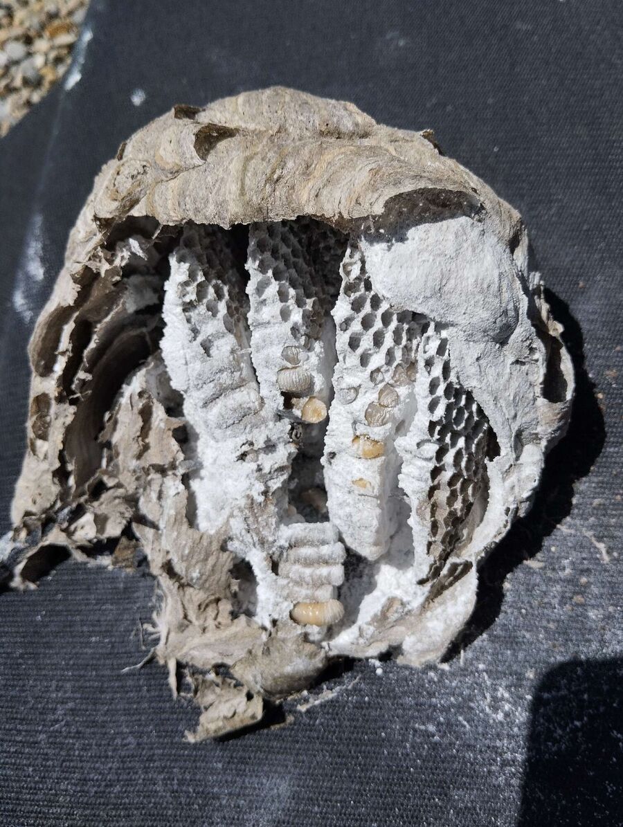 Bee nest at the house remove