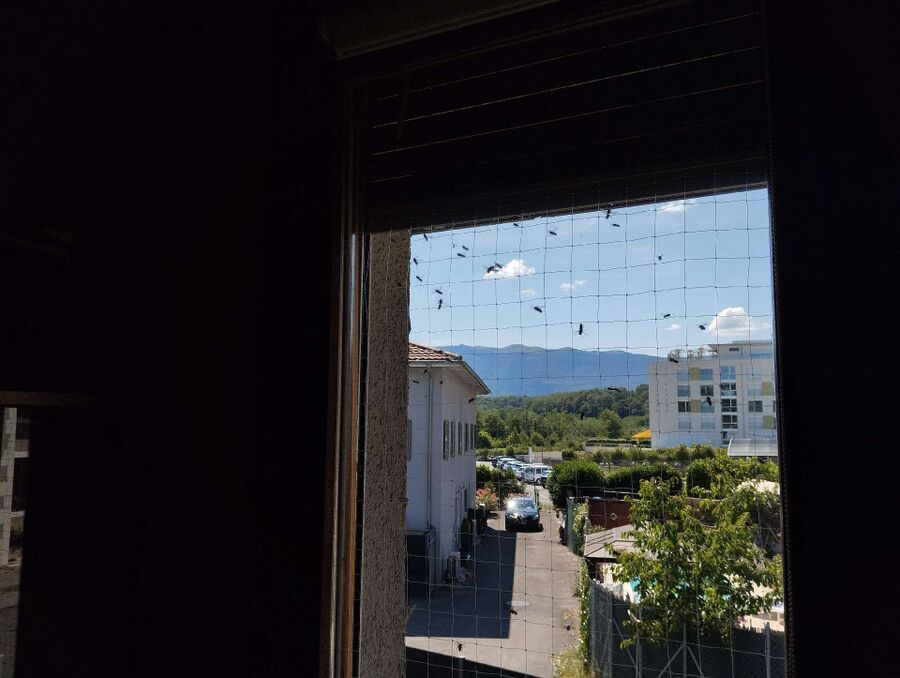 Relocate bees & remove bee nest