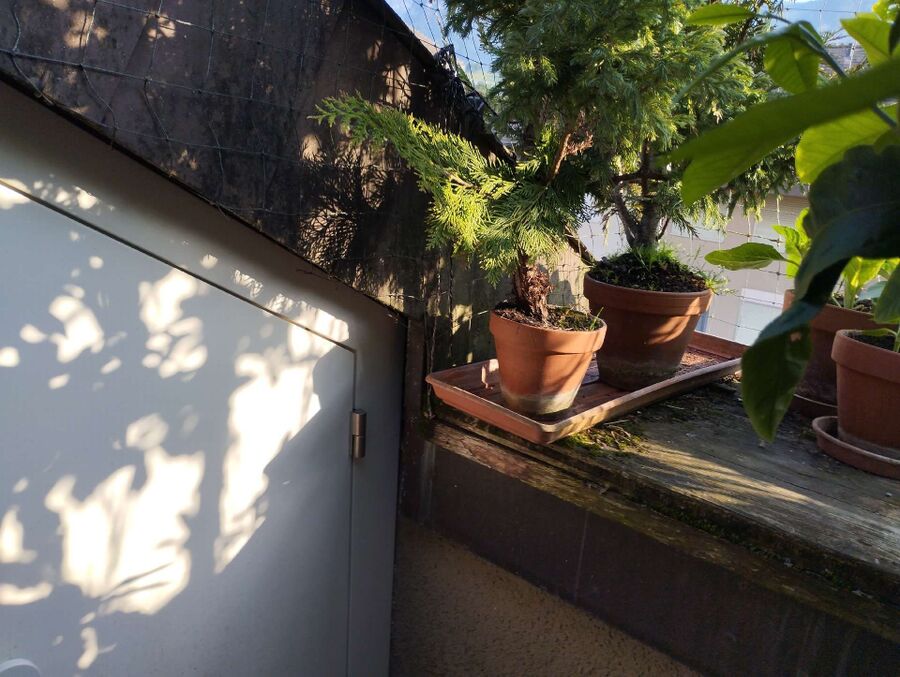 Bee nest at the house remove